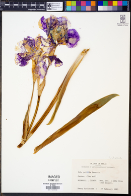 Iris pallida image