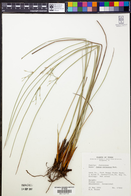 Juncus coriaceus image