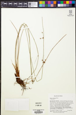 Juncus coriaceus image