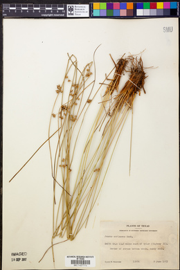 Juncus coriaceus image