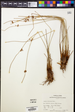 Juncus coriaceus image