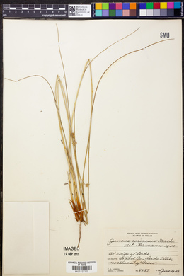 Juncus coriaceus image