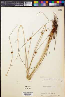 Juncus coriaceus image