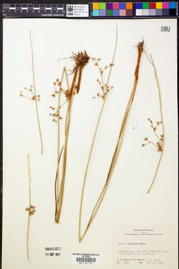 Juncus coriaceus image