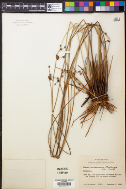 Juncus coriaceus image