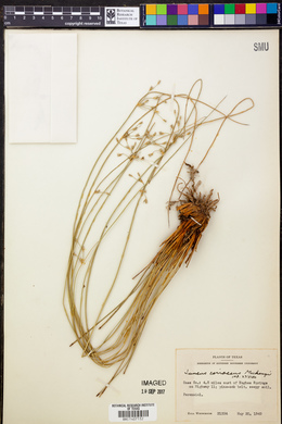 Juncus coriaceus image