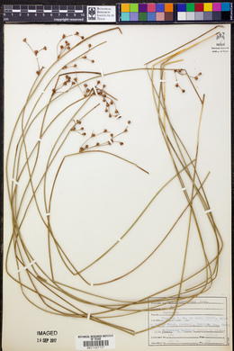 Juncus coriaceus image