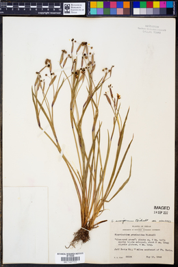 Sisyrinchium ensigerum image