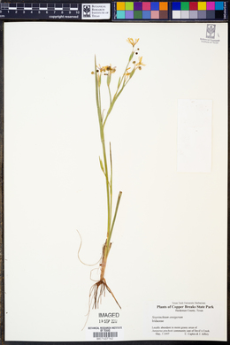 Sisyrinchium ensigerum image
