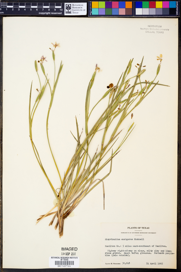 Sisyrinchium ensigerum image