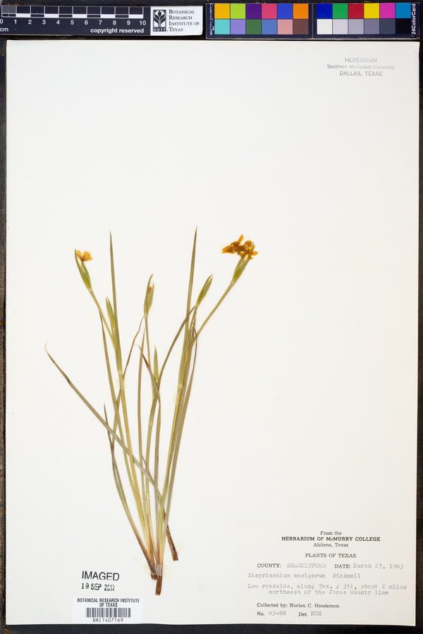 Sisyrinchium ensigerum image