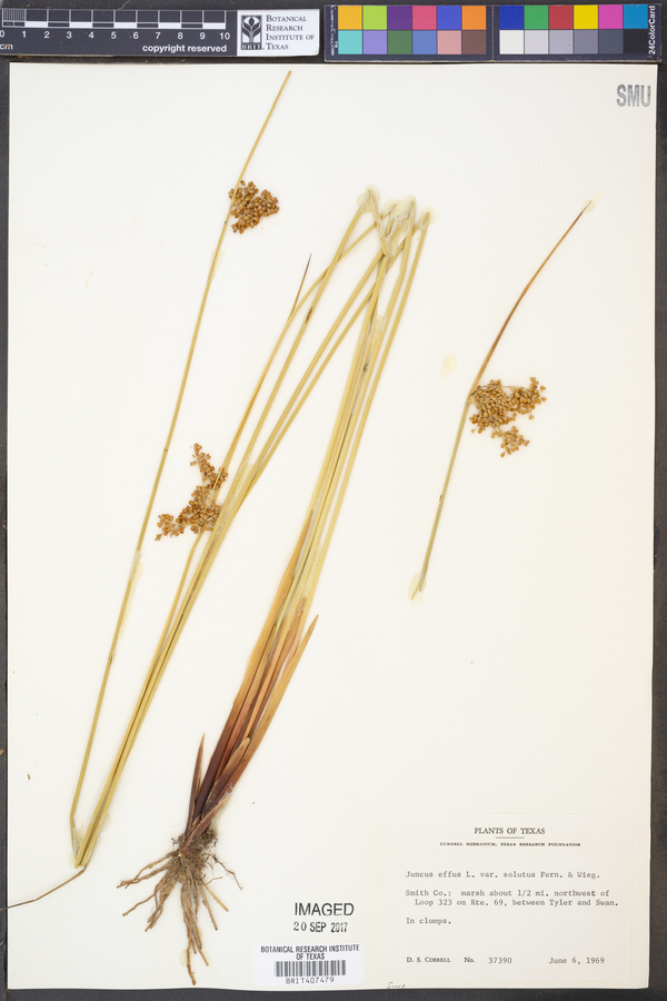 Juncus effusus var. solutus image