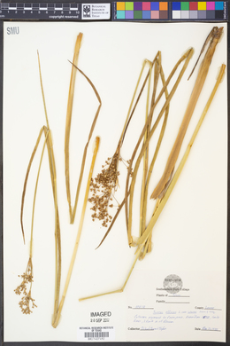 Juncus effusus var. solutus image