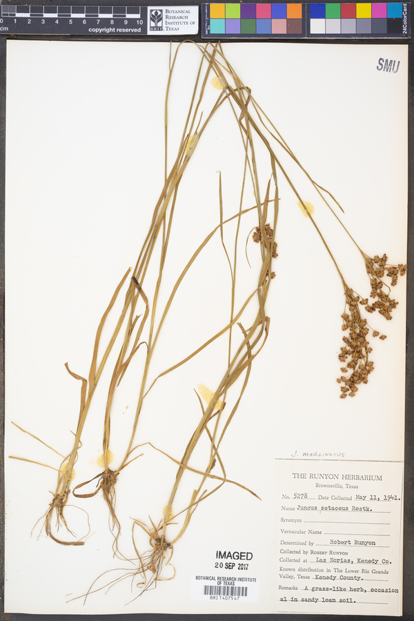 Juncus coriaceus image