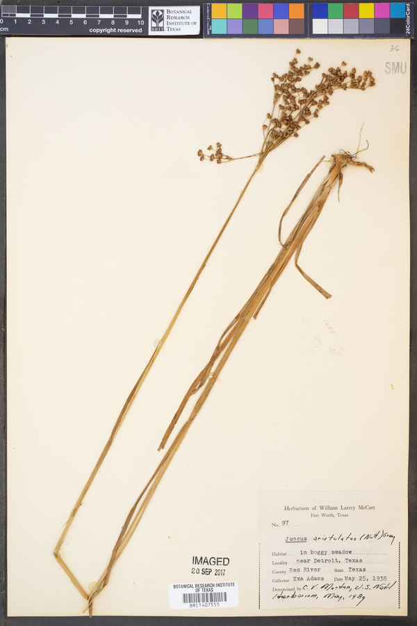 Juncus aristulatus image