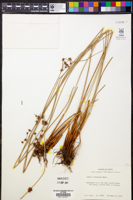 Juncus coriaceus image