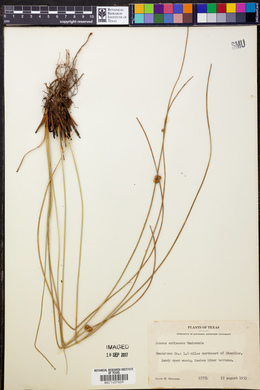 Juncus coriaceus image