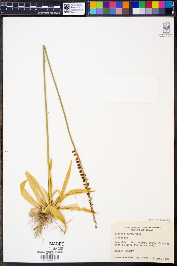 Aletris aurea image