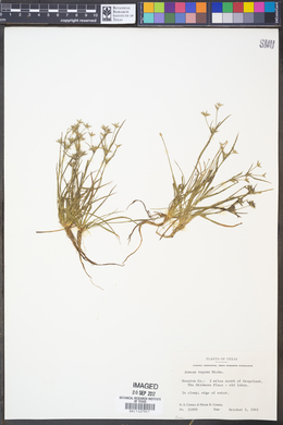 Juncus repens image