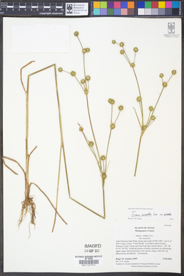 Juncus scirpoides image