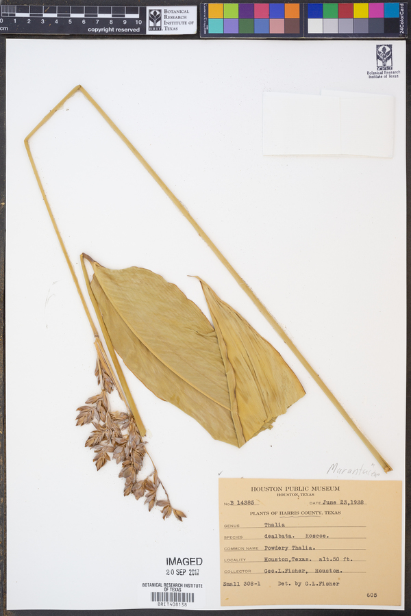 Thalia dealbata image
