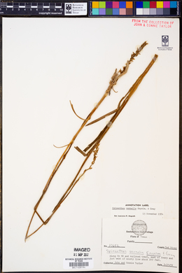 Spiranthes vernalis image