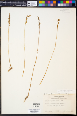 Spiranthes tuberosa image