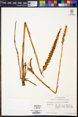 Spiranthes cernua image