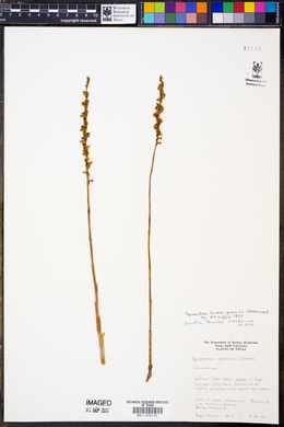 Spiranthes cernua image