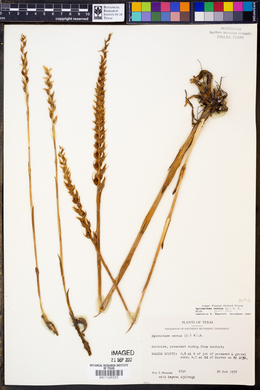 Spiranthes cernua image