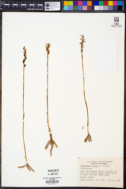 Spiranthes cernua image