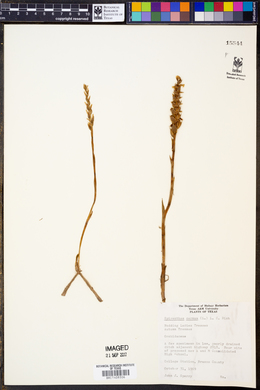 Spiranthes cernua image