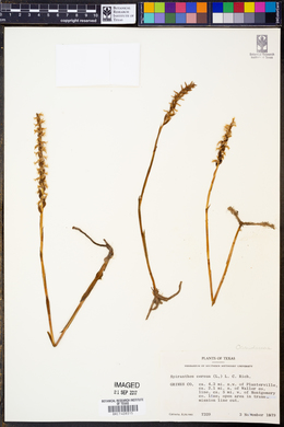 Spiranthes cernua image