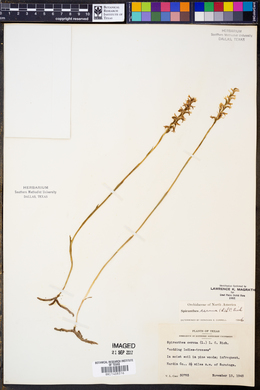 Spiranthes cernua image