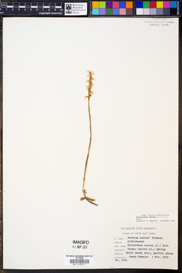 Spiranthes cernua image