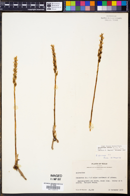 Spiranthes cernua image