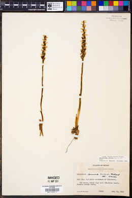 Spiranthes cernua image