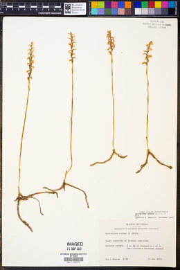 Spiranthes cernua image