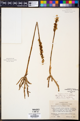 Spiranthes cernua image