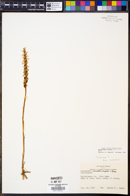 Spiranthes cernua image