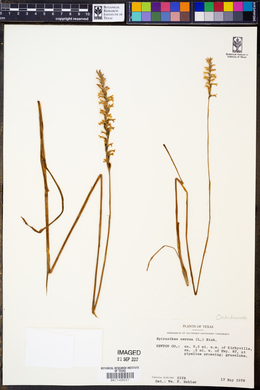 Spiranthes cernua image