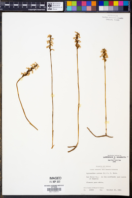 Spiranthes cernua image