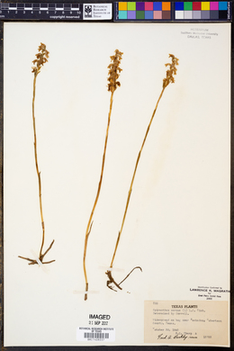 Spiranthes cernua image