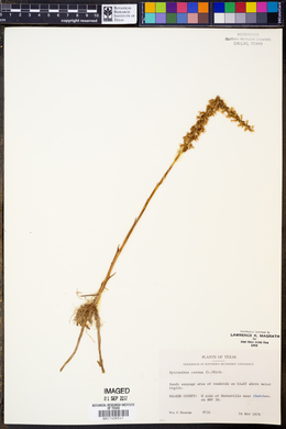 Spiranthes cernua image