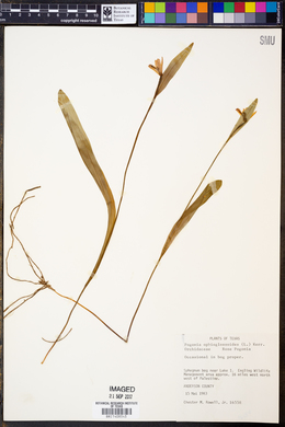 Pogonia ophioglossoides image