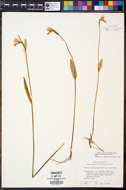 Pogonia ophioglossoides image