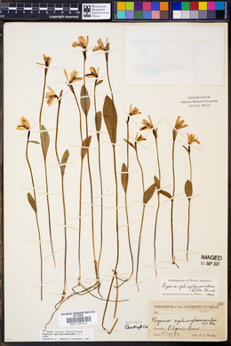 Pogonia ophioglossoides image