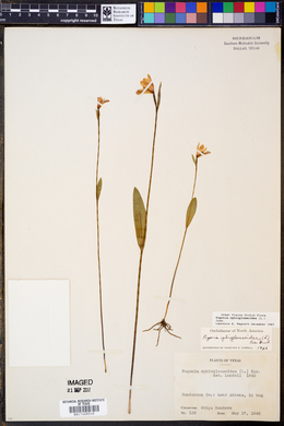 Pogonia ophioglossoides image