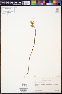 Pogonia ophioglossoides image