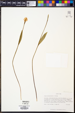 Pogonia ophioglossoides image